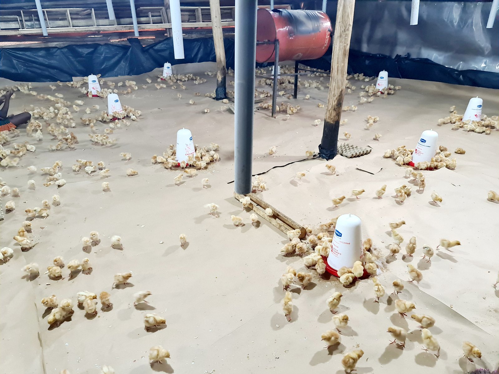 Natural Brooding Broiler Muku's Poultry Farm – Quality Poultry Products & Services