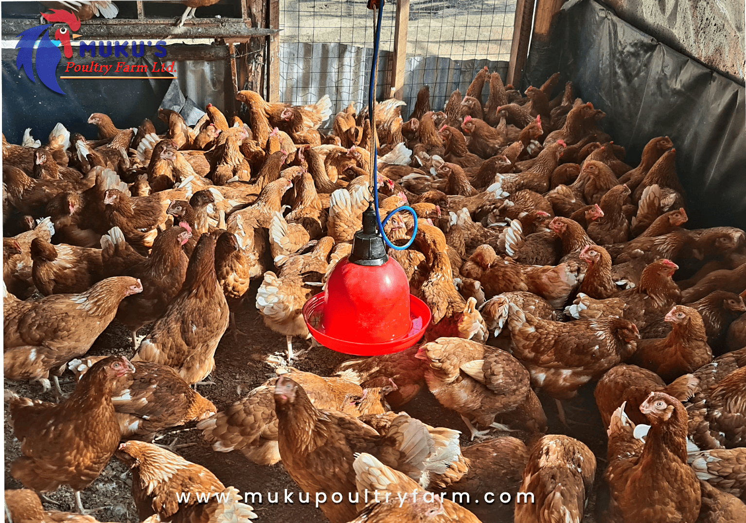 Storied Poultry Structure