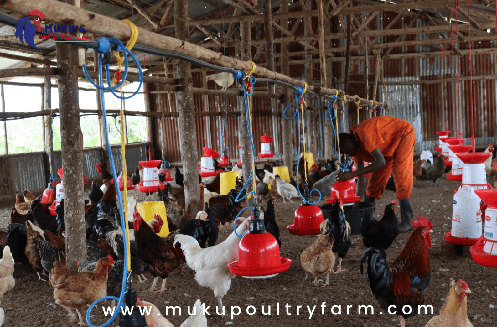 Ground Poultry Structure