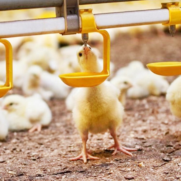 Chicken Nipple Drinkers (chaina brand)